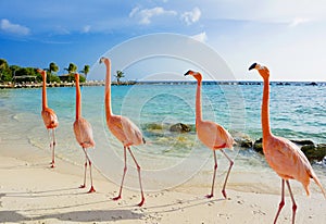 Pink flamingo on the beach, Aruba island photo