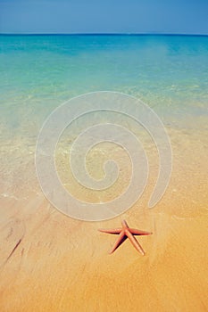 Caribbean tropical beach with a beautiful red starfish on sand