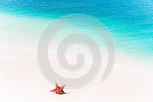 Tropical white sand with red starfish in clear water