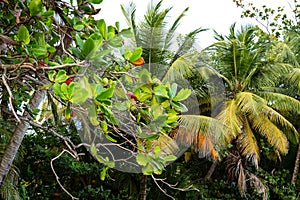caribbean tropical garden in guadeloupe luxurious vegetation fruits trees palms coconut