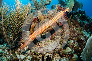 Caribbean trumpetfish