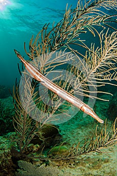 Caribbean trumpetfish