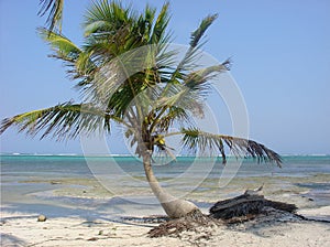 Caribe palm photo