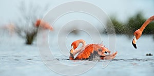 Caribean Flamingo bathing