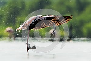 Caribean Flamingo bathing