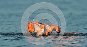 Caribean Flamingo bathing