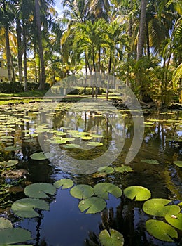 Caribean garden photo