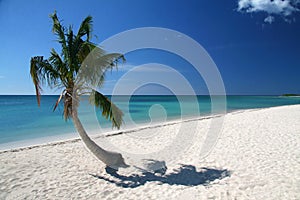 Caribic palm tree