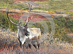 Cariboe among Fall Tundra