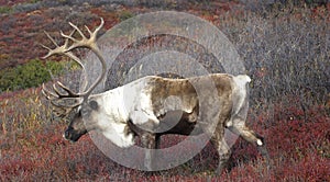 Cariboe on Fall Tundra photo