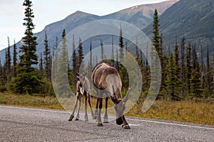 Cariboo family walking on a scenic road during a cloudy morning sunrise.