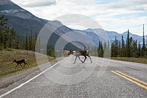 Cariboo family walking on a scenic road during a cloudy morning sunrise.