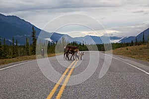 Cariboo family walking on a scenic road during a cloudy morning sunrise.