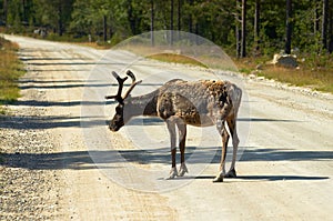 Cariboo on road