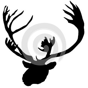 Caribou