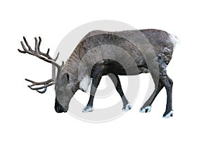 Caribou