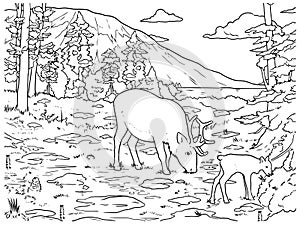 Line drawing of a caribous family in black and white for coloring vector photo