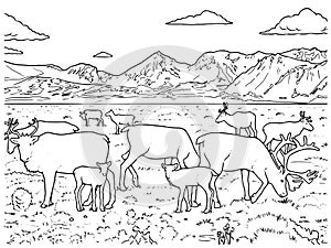Line drawing of a herd of caribous in black and white for coloring vector photo