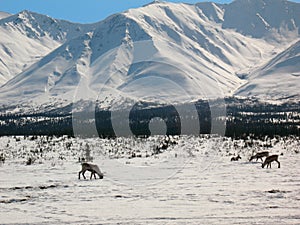 Caribou in Alaska Range (Broad Pass)