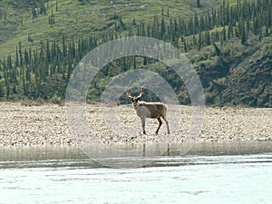 Caribou along the Horton River, Northwest Territories, Canada