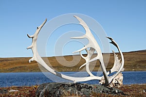 Caribou Antlers found on the arctic tundra