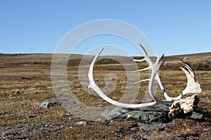 Caribou antlers on the tundra