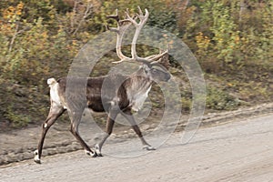 Caribou Bull in Velvet Crossing Road