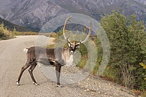 Caribou Bull in Velvet in Road