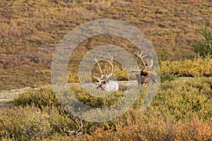 Caribou Bulls in Velvet in Alaska