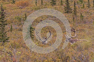 Caribou Bulls in Velvet