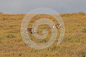 Caribou Bulls in Velvet on the Tundra