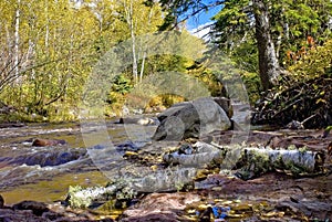 Caribou creek, fallen birch branch, autumn