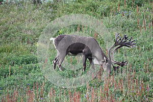 Caribou, Denali National Park, Alaska