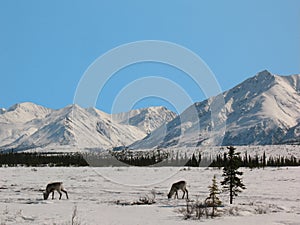 Caribou Eating in Broad Pass in the Alaska Range