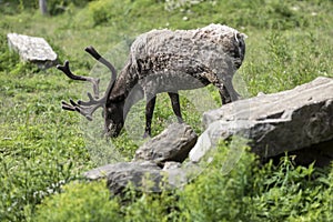 Molting Caribou Eating Grass