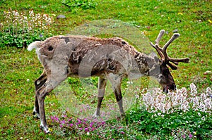 Caribou feeding on flowers