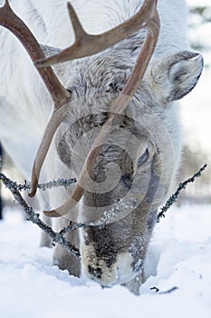 Caribou feeding on lichen