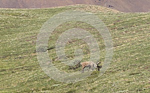 Caribou grazes in the tundra