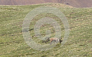 Caribou grazes in the tundra photo
