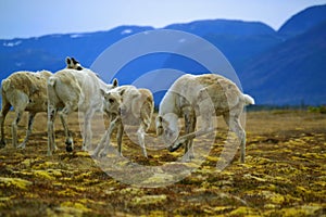 Caribou in Gros Morne National Park