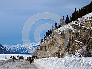 Caribou herd on the Alaska Highway