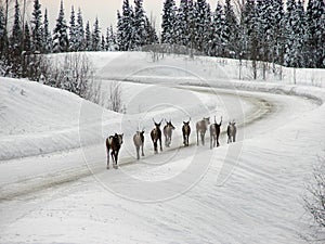 Caribou on Highway