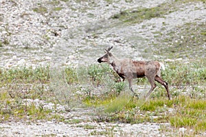 Caribou Rangifer tarandus roaming northern tundra