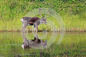 Caribou with reflection on the shore of a lake