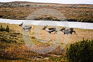 Caribou or reindeer on Swedish tundra photo
