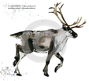 Caribou. reindeer watercolor illustration