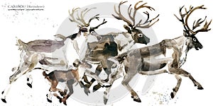 Caribou. reindeer watercolor illustration photo