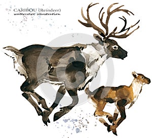 Caribou. reindeer watercolor illustration