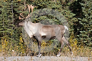 Caribou Shows Off