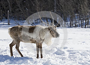 Caribou standing in the snow